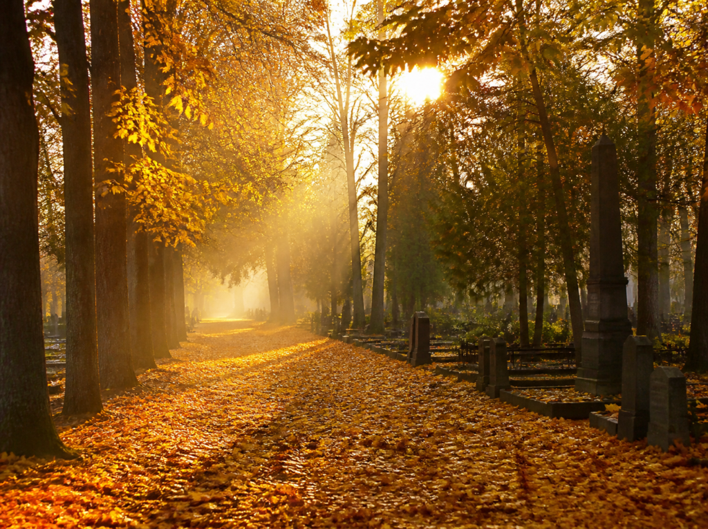 Allée paisible bordée d arbres dans un cimetière en automne, avec des rayons de soleil dorés dans la brume